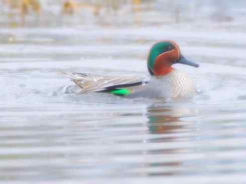 家禽驯化之源之十四