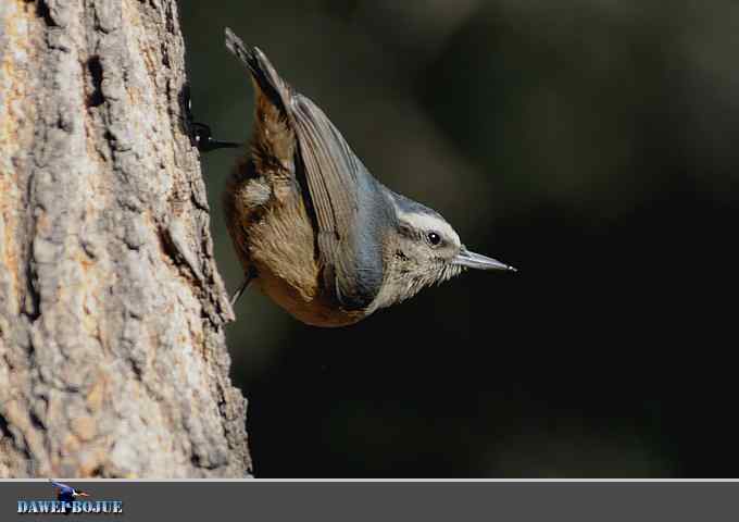 植物园的黑头鳾