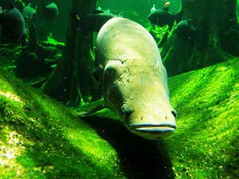 鱼类活化石：巨骨舌鱼