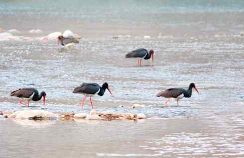 五百分之八的黑鹳