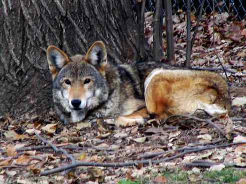 犬科:犬亚科犬属之郊狼、红狼 犬科:犬亚科犬属之郊狼、红狼