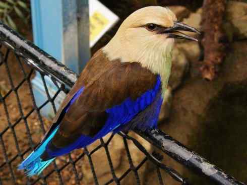 绝色攀禽：佛法僧目之佛法僧2