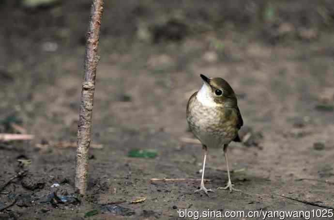 雌性蓝歌鸲（3）