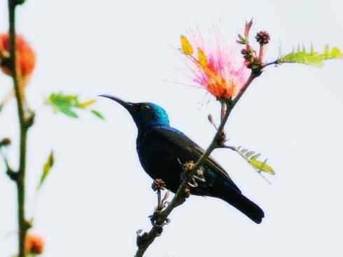 美丽无罪：雀鸟之太阳鸟