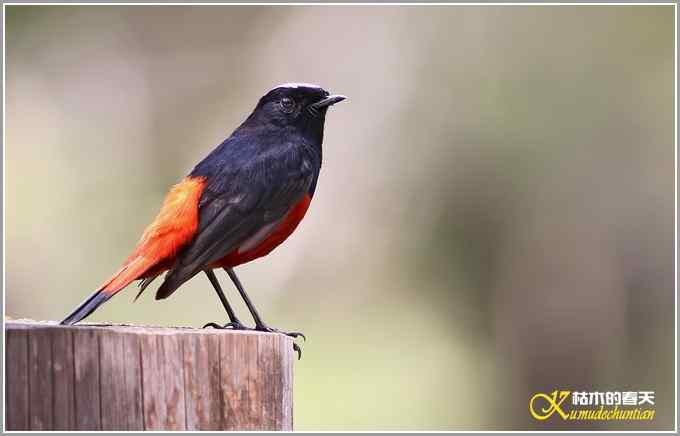 白顶溪鸲【照片】