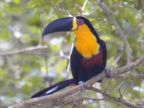 猎奇：奇特的鸟喙之三