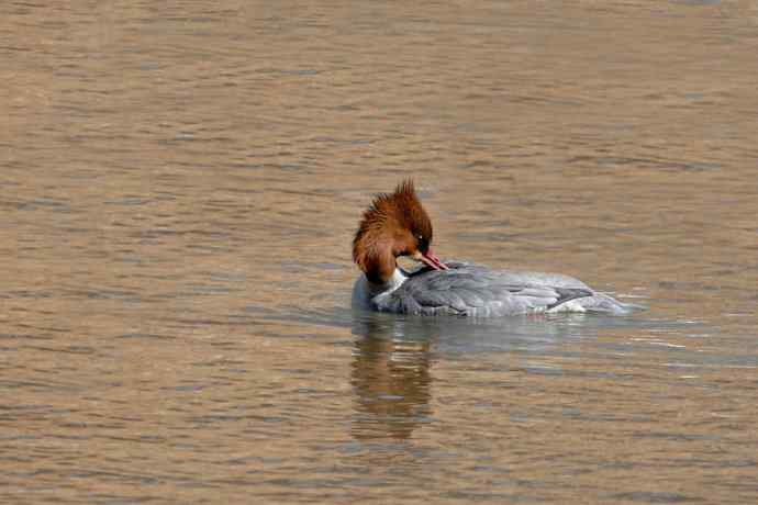 《白河湾的鸭子与十渡的白鹡鸰》
