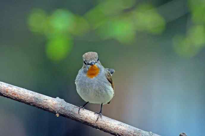 雄性红喉姬鹟(9) 雄性红喉姬鹟(9)