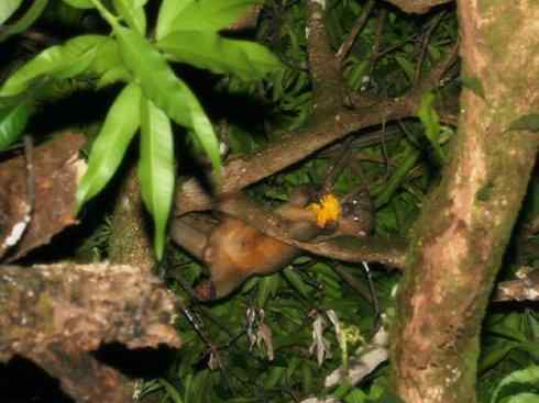 十大喜食蜂蜜动物:蜜熊 十大喜食蜂蜜动物:蜜熊