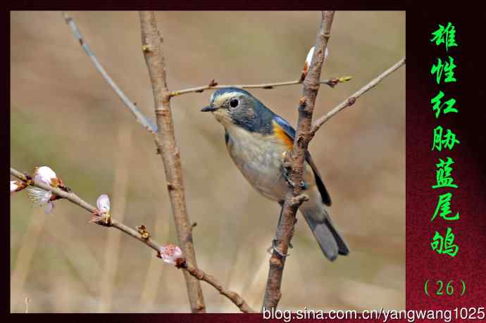 北京天坛公园的鸟类——雄性红胁蓝尾鸲（26）