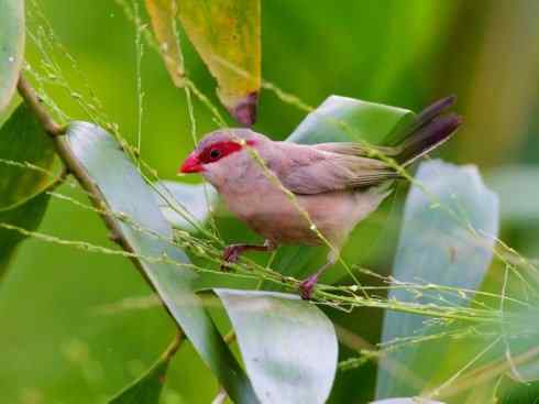 极品红色鸟类：红梅花雀