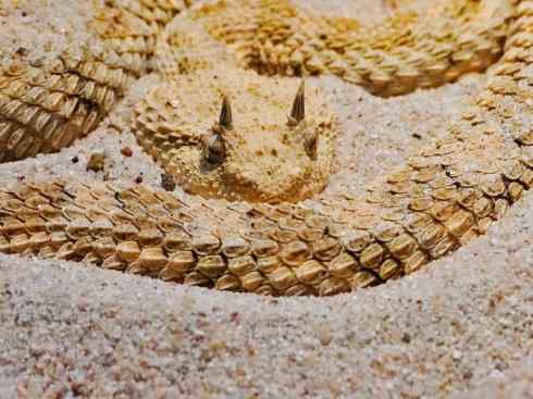 龙：传说的兽原型探秘（蝰蛇类）