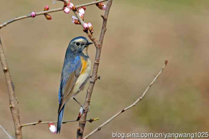 雄性红胁蓝尾鸲（26）