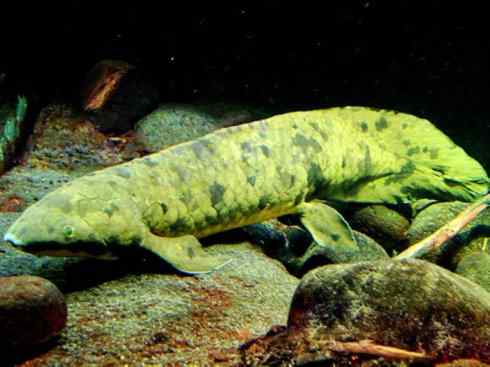 鱼类活化石:澳洲肺鱼