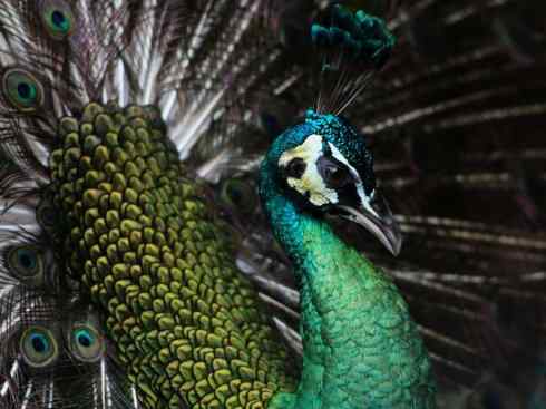 凤凰：传说中的鸟原型探秘（孔雀）