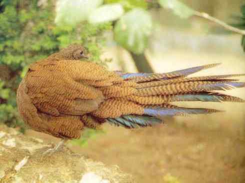 凤凰：传说中的鸟原型探秘（孔雀雉）