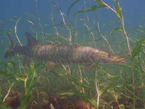 鱼类活化石：弓鳍鱼