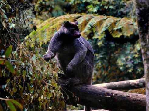 盘点十二大著名食蚁动物:袋食蚁兽 盘点十二大著名食蚁动物:袋食蚁兽