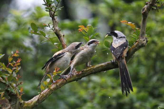 206.小伯劳成长记（2）雨中喂食
