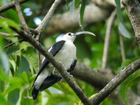 绝色攀禽：佛法僧目之地鴗