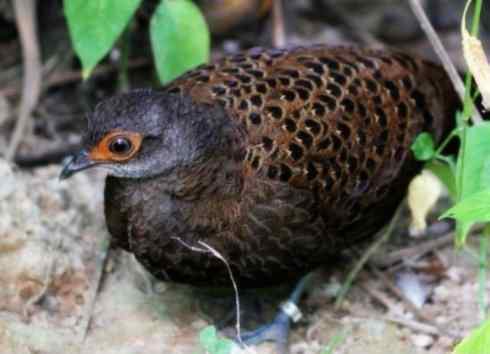 凤凰：传说中的鸟原型探秘（孔雀雉）