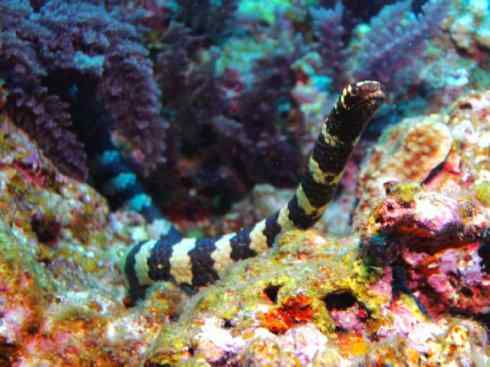 龙：传说的兽原型探秘（海蛇类）