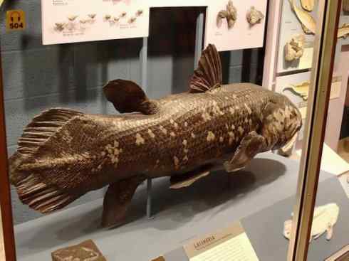 鱼类活化石：矛尾鱼