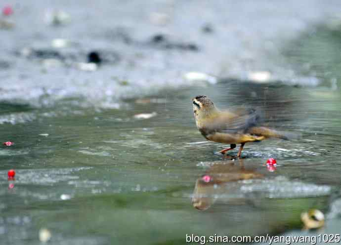 洗浴中的褐柳莺