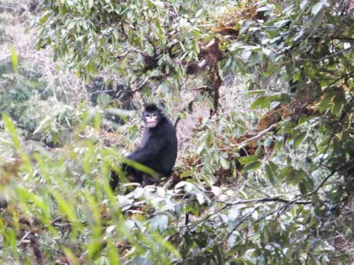 犬科:犬亚科犬属之貉 犬科:犬亚科犬属之貉