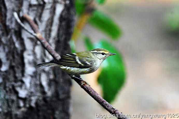 黄眉柳莺（15）