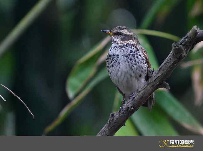 斑鸫&bull;宝兴歌鸫&bull;乌灰鸫【实拍】