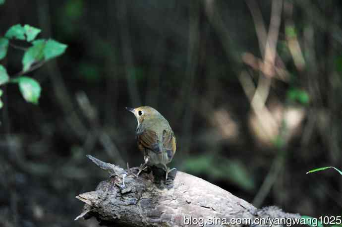 雌性蓝歌鸲（5）