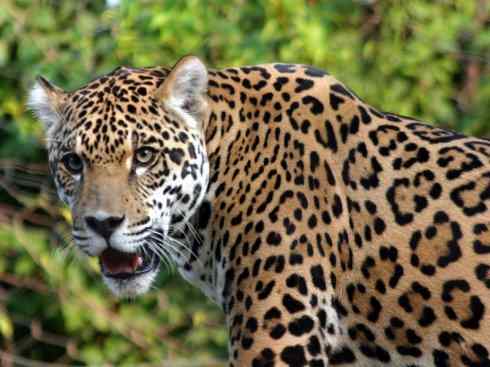 白虎：传说的兽原型探秘（美洲虎）