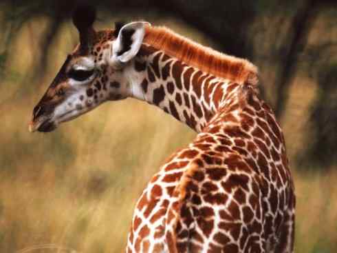 麒麟：传说的兽原型探秘（长颈鹿）