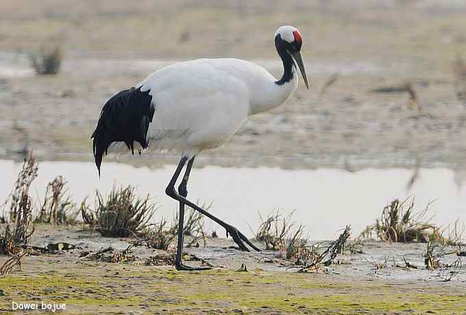 秋季到海滨来看鸟