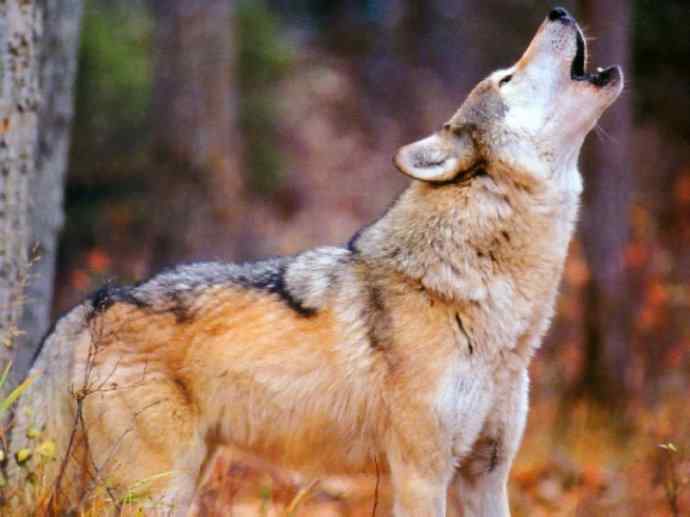 犬科：犬亚科犬属之灰狼