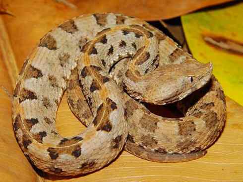 龙：传说的兽原型探秘（响尾蛇类）