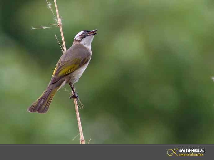 夏天的“白头鹎”
