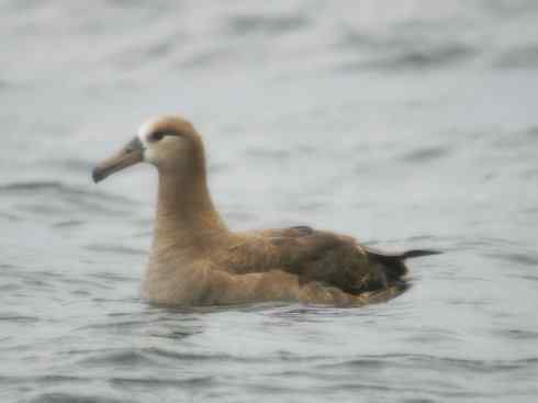 猎奇:奇特的鸟喙之七 猎奇:奇特的鸟喙之七