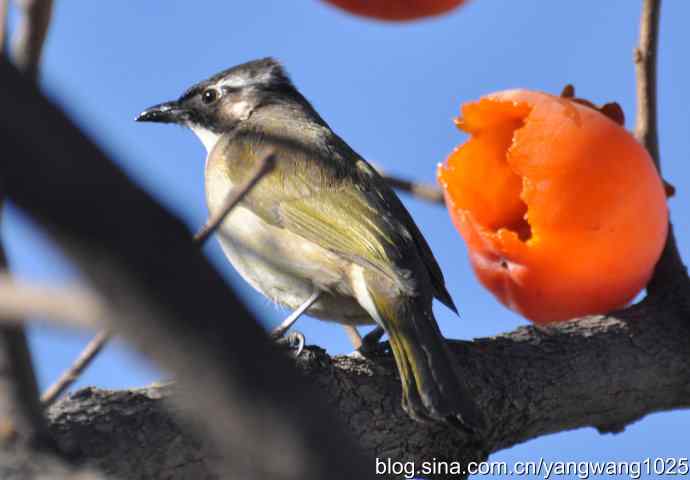 吃柿子的白头鹎 吃柿子的白头鹎