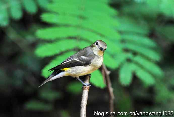 雌性白眉姬鹟（12）