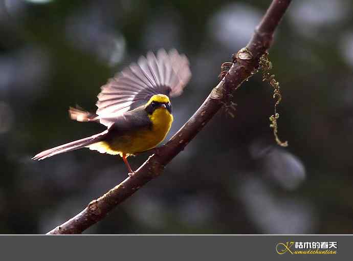 腾冲拍鸟：黄腹扇尾鹟、栗腹shi、栗臀shi