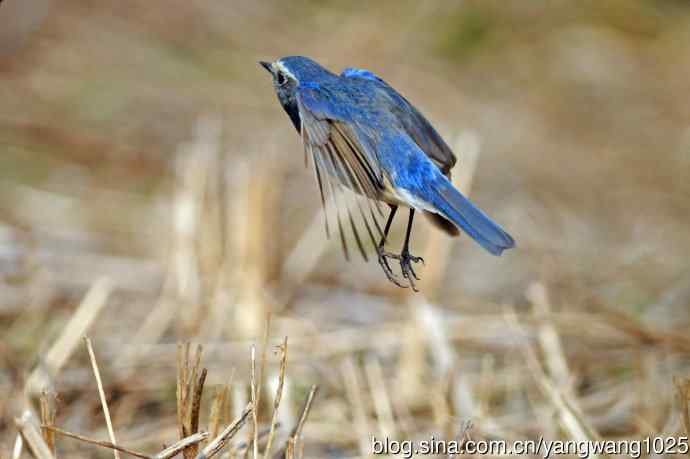 雄性红胁蓝尾鸲（26）