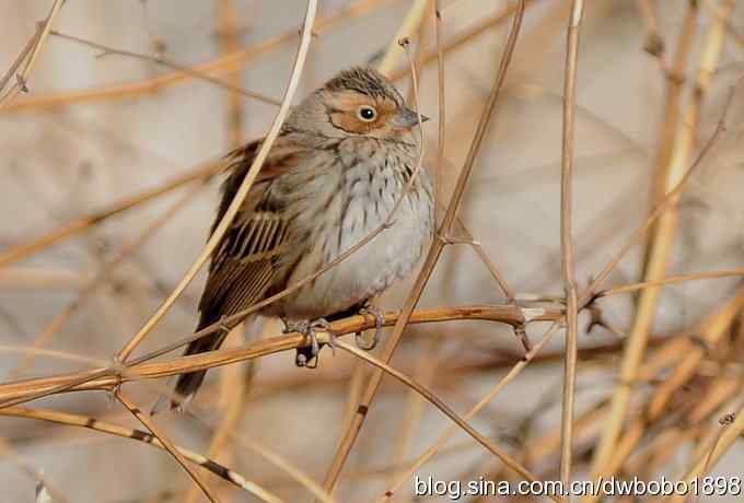 红尾水鸲和十渡众小鸟