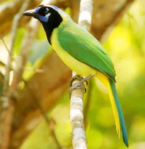 美丽无罪：雀鸟之蓝鸦