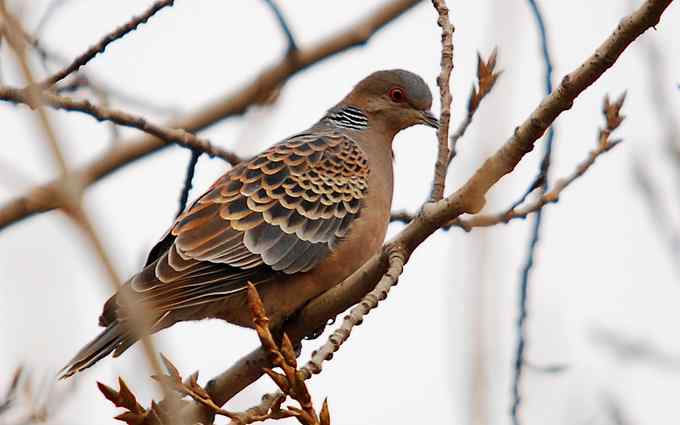 北京植物园赏鸟（二十），山斑鸠（组图）