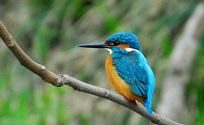 画鸣拍小翠(动物园)