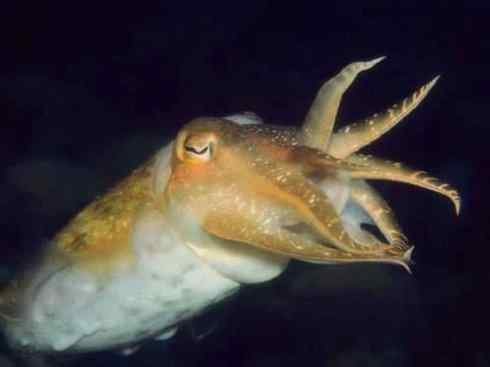 自然奇观：动物大迁徙(乌贼）