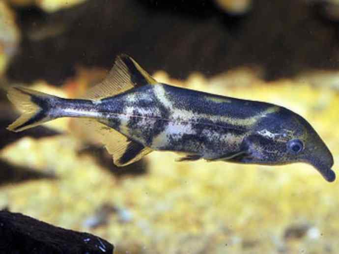 鱼类活化石：裸臀鱼
