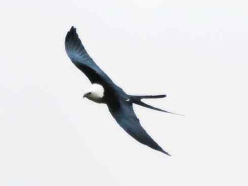 白头鸟系列:另类的美丽(燕尾鸢)